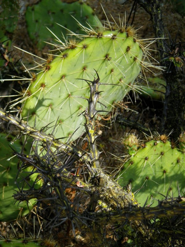 Ocotillo and Opuntia