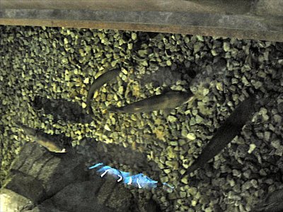 g3/78/459878/3/114233064.e7xJIcTn.jpg