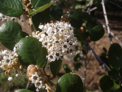 Hoary Leaf Lilac