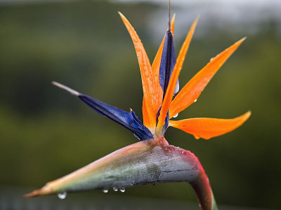 Flor dAu del Parads - Strelitzia reginae