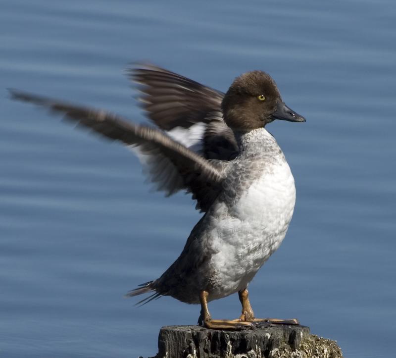 Duck.jpg