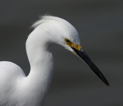Snowy Egret.jpg