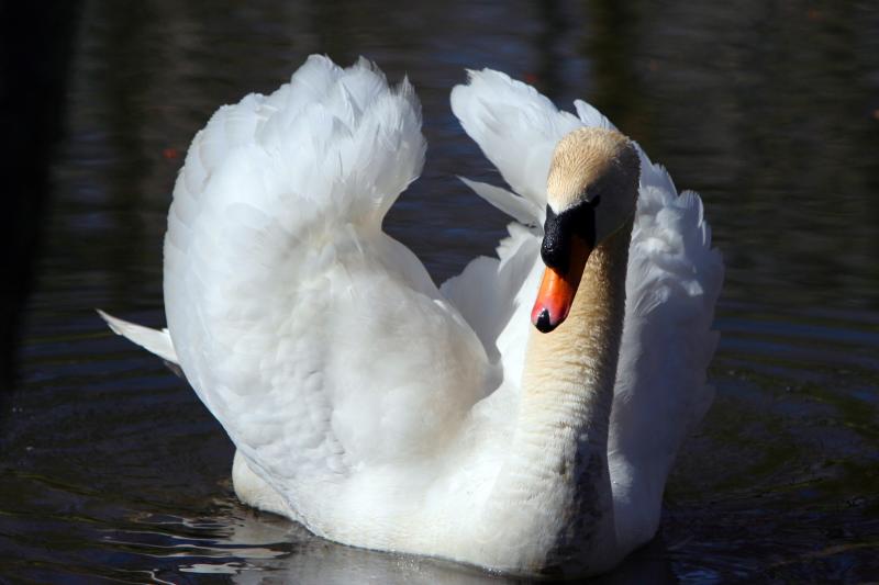 The Ponds Swan