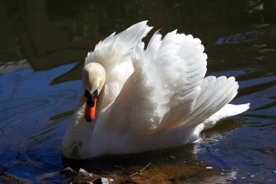 The Ponds' Swan