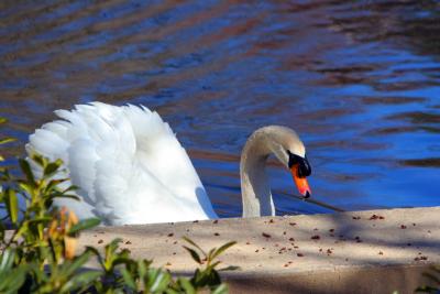 The Ponds' Swan