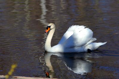 The Ponds' Swan