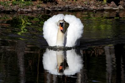 The Ponds' Swan