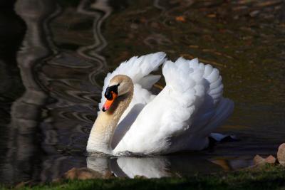 The Ponds' Swan