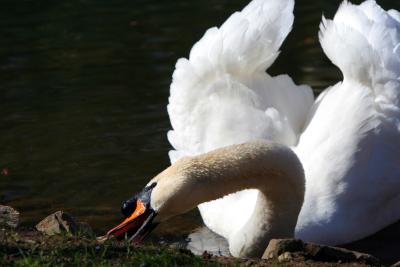 The Ponds' Swan