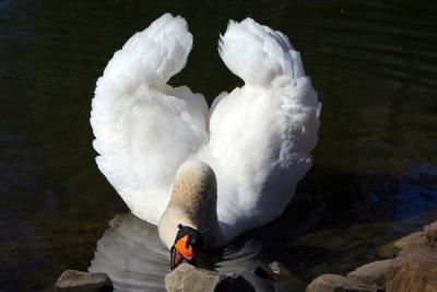 The Ponds' Swan