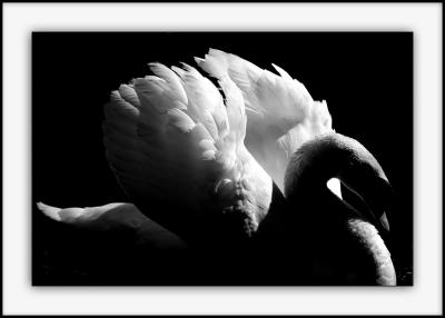 swan in the night 67