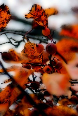 Giraffe Leaves