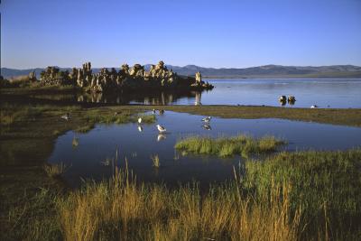 Mono Lake Seagulls