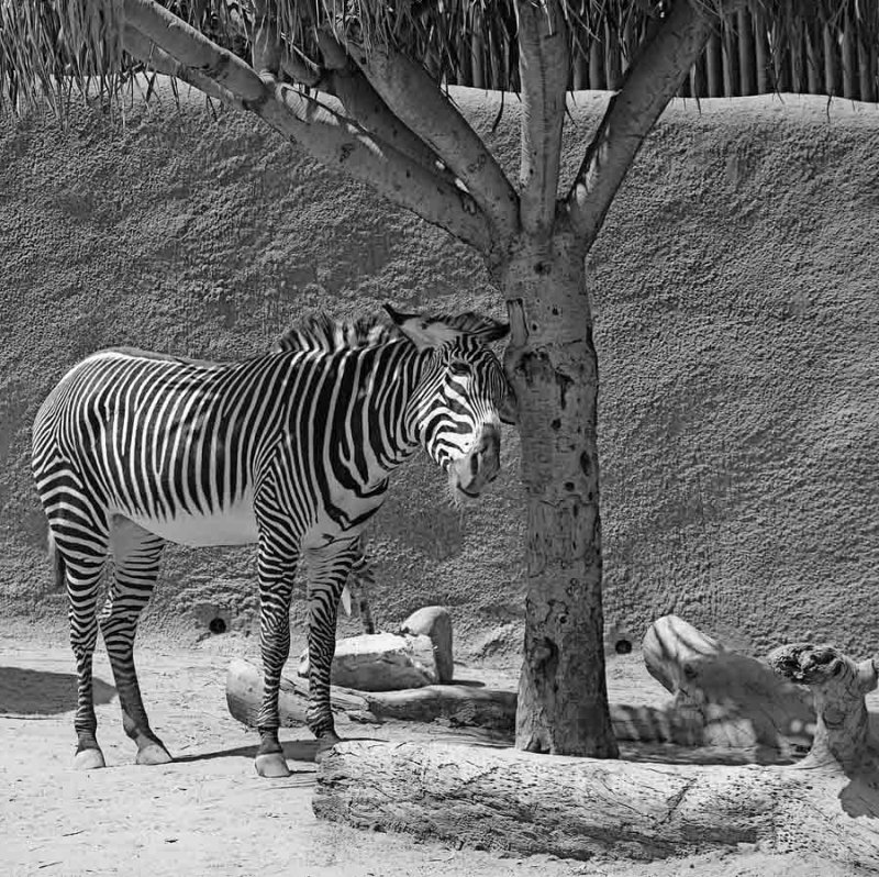 Zebra