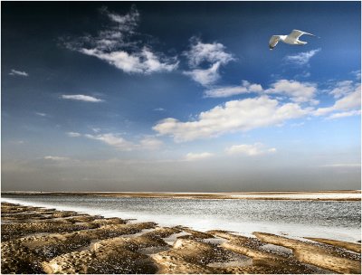 Beach and Gull, Norfolk.JPG