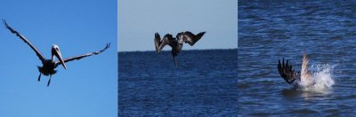 Pelican - hunting for lunch