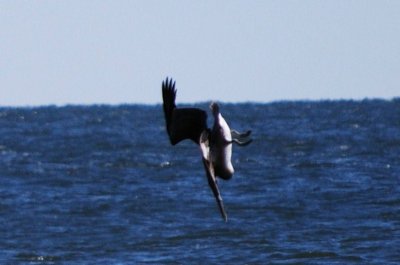 Pelican diving for lunch