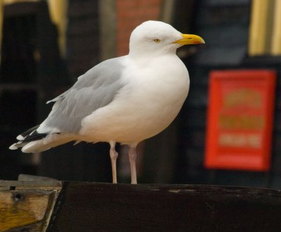 Seagull.jpg