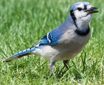 Bluejay, Cropped Tight
