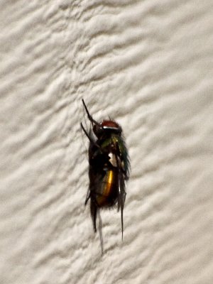 Bee, Cropped