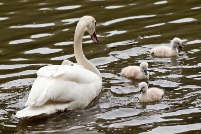 Swans in Murky Water