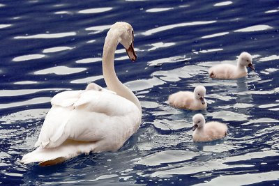 Swans in Blue Water