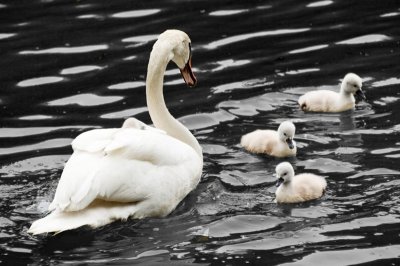 Linda_Swan_Black.jpg