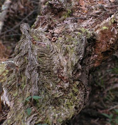 Placeholder - Old Oak Tree
