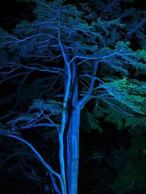 Blue Branches