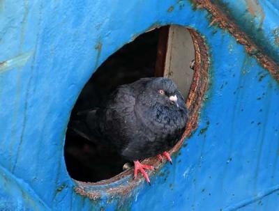 Pigeon in a Porthole