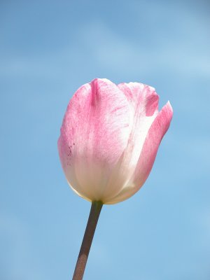Tulip - 1