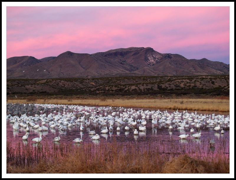 Snow Geese