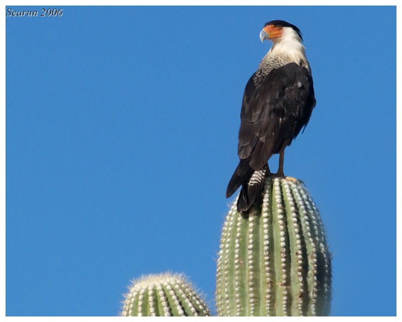 Crested Caracara