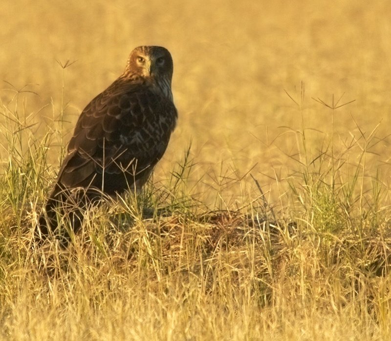 Northern Harrier