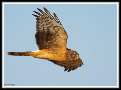 Northern Harrier