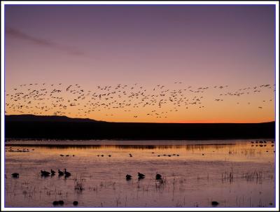 Snow geese at sunrise, Bosque del Apache