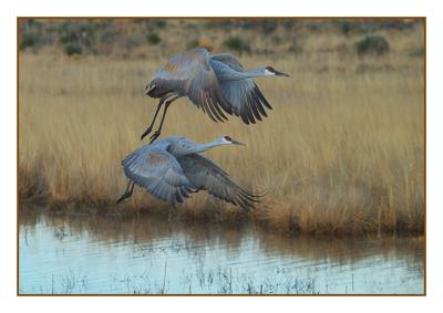 Sandlhill Cranes