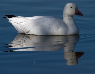 Snow Goose