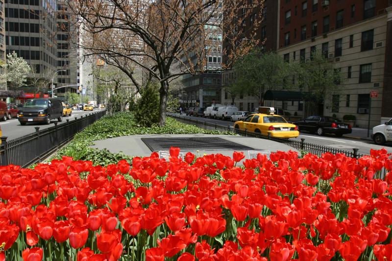 Tulip in Blossom on the Park Avenue