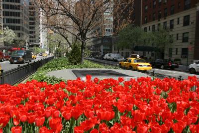 Tulip in Blossom on the Park Avenue