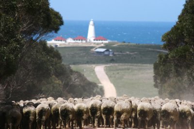 The Drive, At Cape Willoughby, Kangaroo Island.jpg