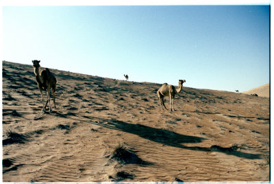 The Camel Quintet, Oman 2008