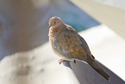 Peace dove or just peaceful dove