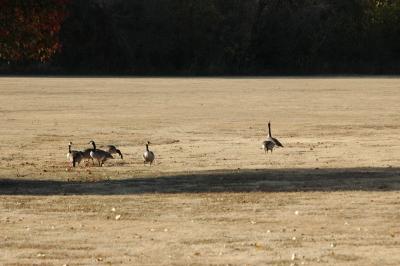 Bob Woodruff Park (143).JPG