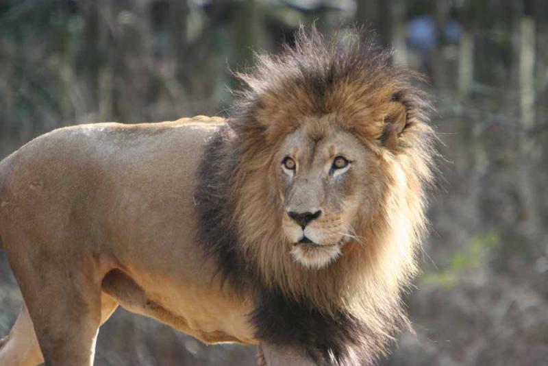 Lion