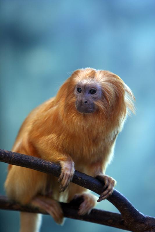 Golden Lion Tamarin