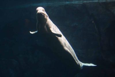 Beluga Whale