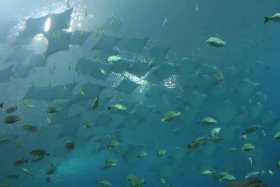 Cownose Rays