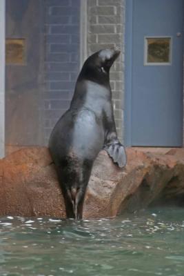 California Sea Lion