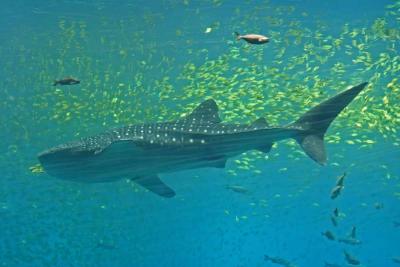 Whale Shark